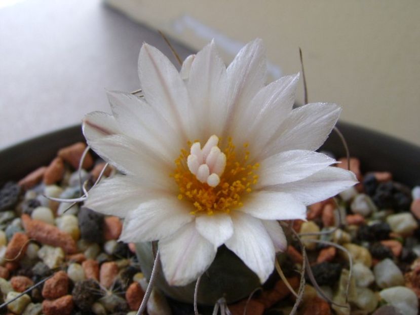 Turbinicarpus macrochele v. kupcakii - Cactusi 2018 bis bis