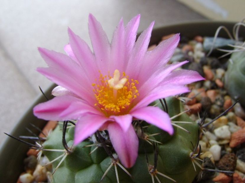 Turbinicarpus viereckii - Cactusi 2018 bis bis