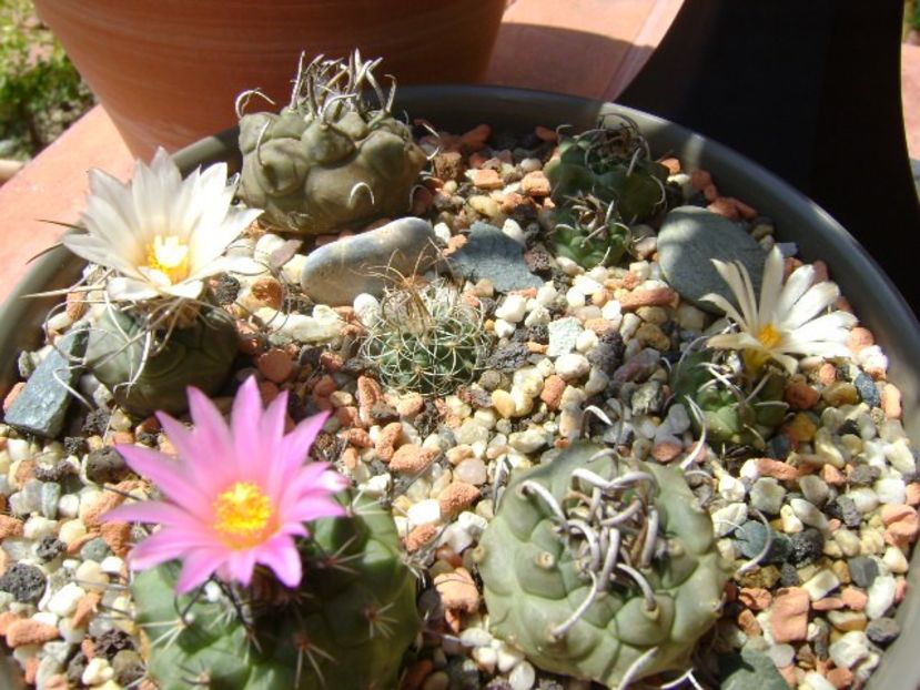 Grup de 7 Turbinicarpus - Cactusi 2018 bis bis