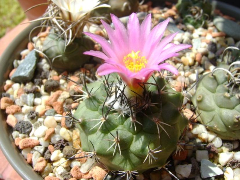 Turbinicarpus viereckii - Cactusi 2018 bis bis