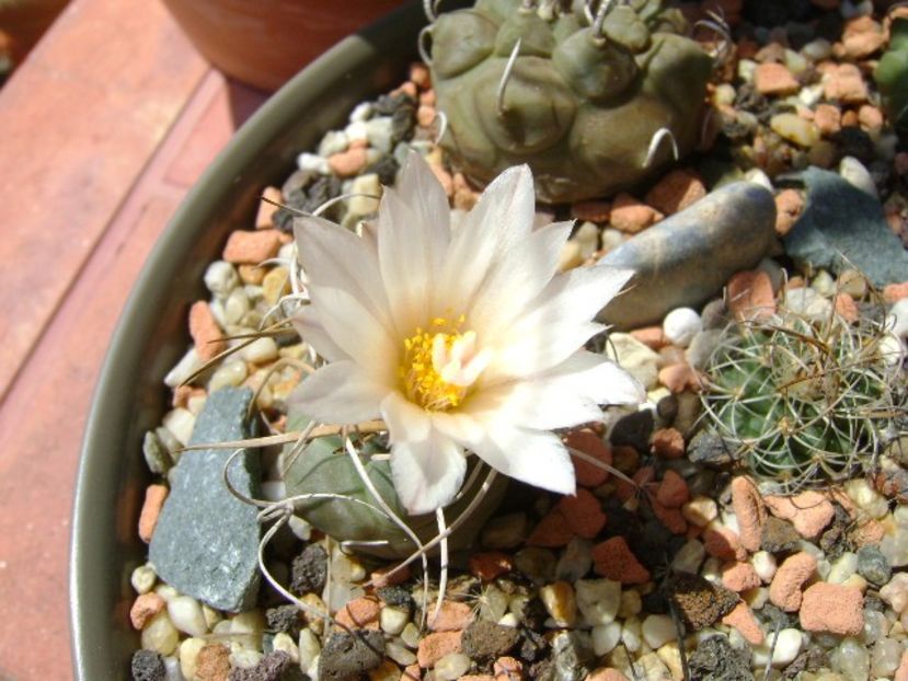 Turbinicarpus macrochele v. kupcakii - Cactusi 2018 bis bis