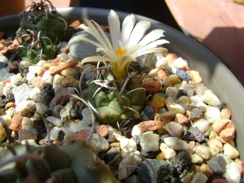 Turbinicarpus pachystele - Cactusi 2018 bis bis