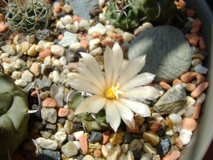 Turbinicarpus pachystele - Cactusi 2018 bis bis