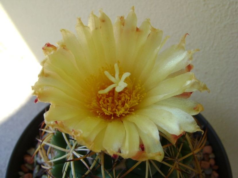 Coryphantha elephantidens v. sulcolanata - Cactusi 2018 bis bis