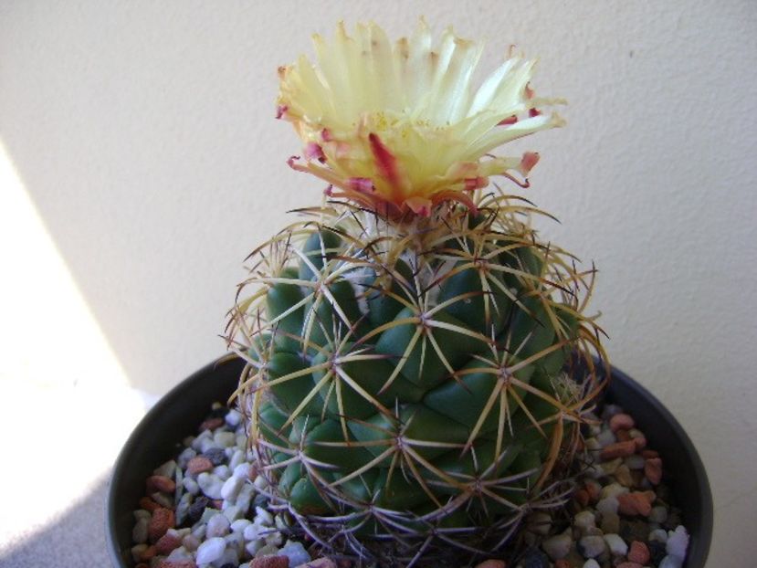 Coryphantha elephantidens v. sulcolanata - Cactusi 2018 bis bis