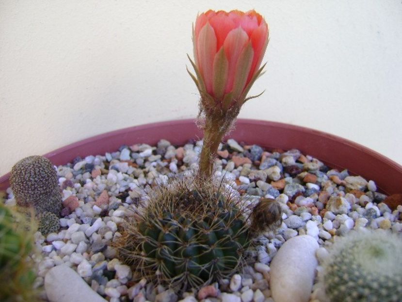 Lobivia arachnacantha v. densiseta (Echinopsis ancistrophora v. densiseta) - Cactusi 2018 bis bis