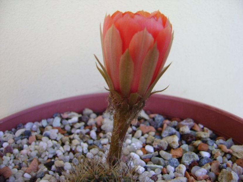 Lobivia arachnacantha v. densiseta (Echinopsis ancistrophora v. densiseta) - Cactusi 2018 bis bis