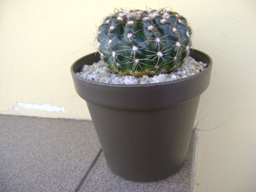 Notocactus uebelmannianus (Parodia werneri) - Cactusi 2018 bis bis
