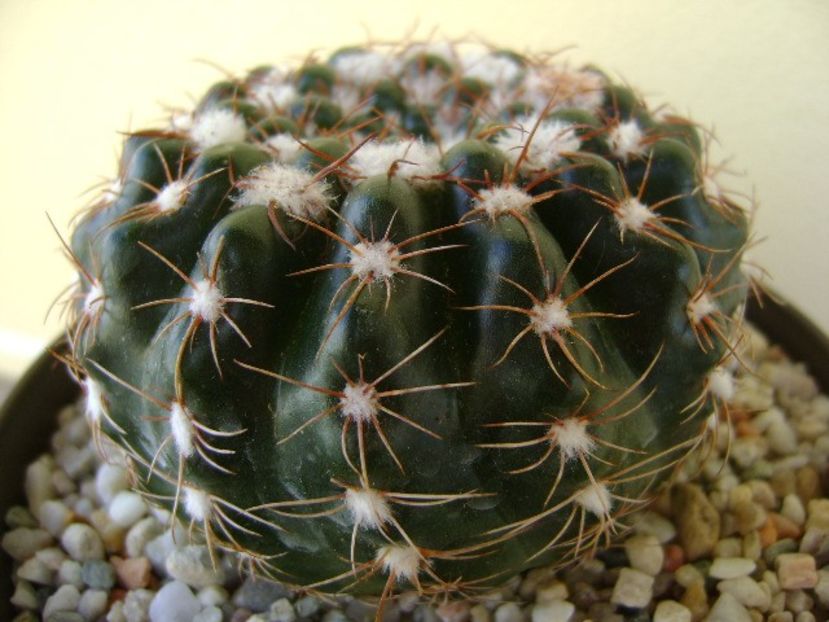 Notocactus uebelmannianus (Parodia werneri) - Cactusi 2018 bis bis