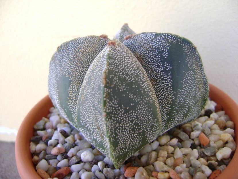 Astrophytum myriostigma quadricostatum - Cactusi 2018 bis bis