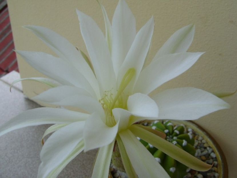 Echinopsis subdenudata - Cactusi 2018 bis bis