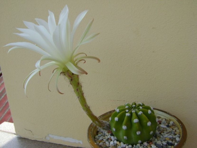 Echinopsis subdenudata - Cactusi 2018 bis bis