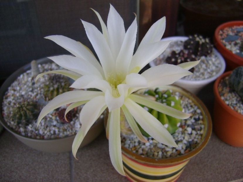Echinopsis subdenudata - Cactusi 2018 bis bis