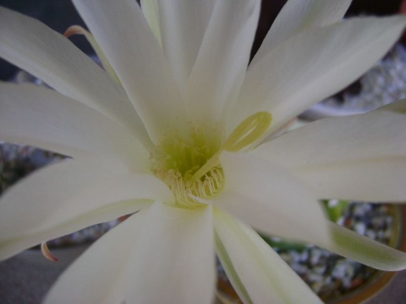 Echinopsis subdenudata - Cactusi 2018 bis bis