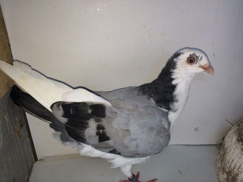 5161  mascul  2018 - Plecați ALBUM 2