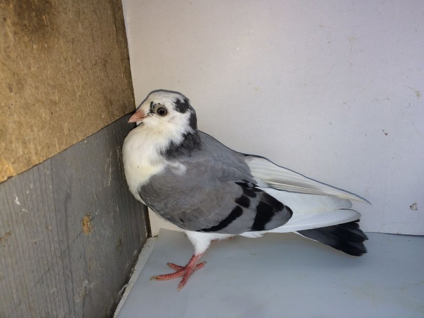 5169  femelă  2018 - Plecați ALBUM 2