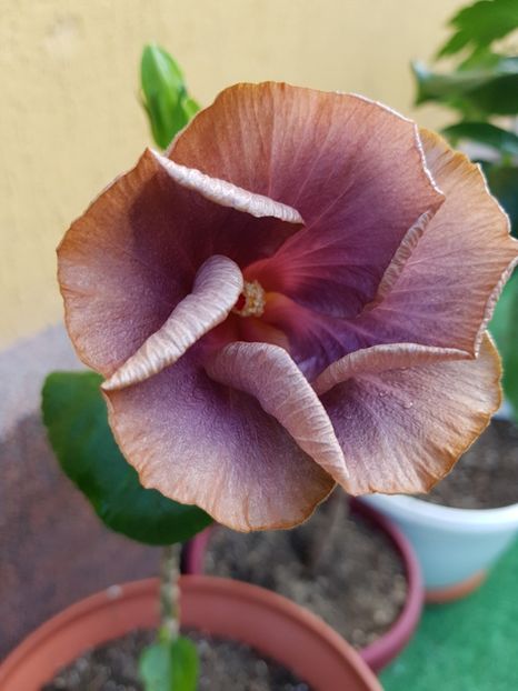  - 1-2 HIBISCUS