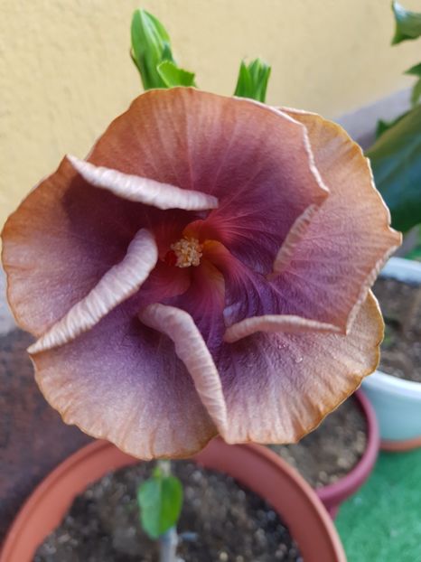  - 1-2 HIBISCUS