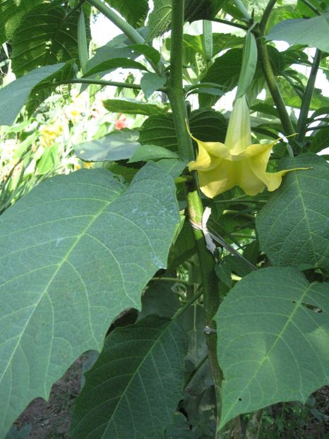  - Brugmansia si datura