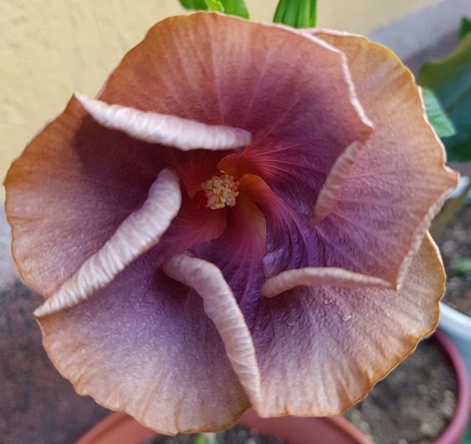 DPs Picasso - 1-2 HIBISCUS
