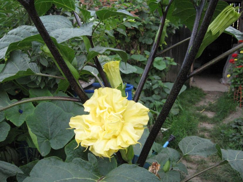  - Brugmansia si datura