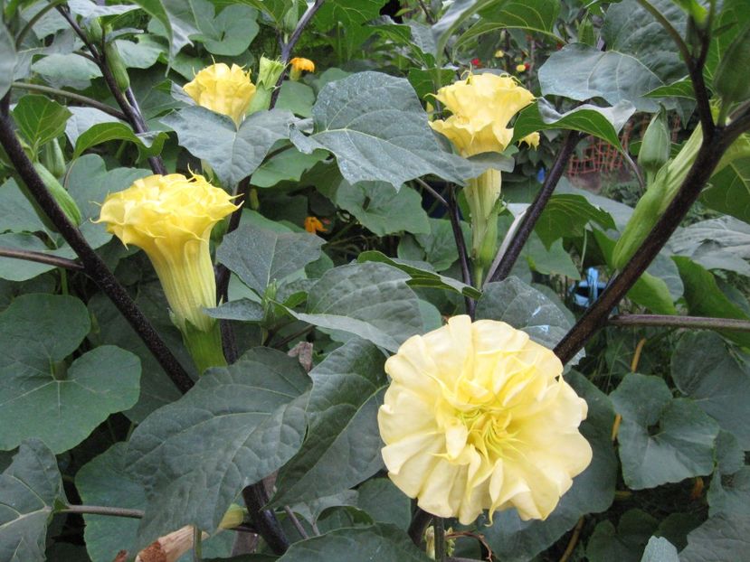  - Brugmansia si datura