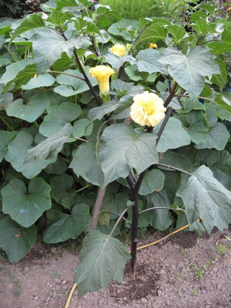  - Brugmansia si datura