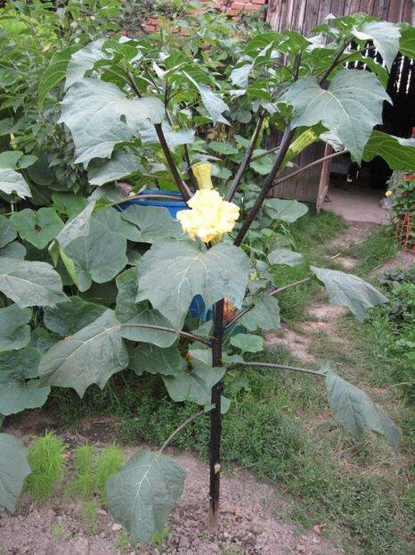  - Brugmansia si datura