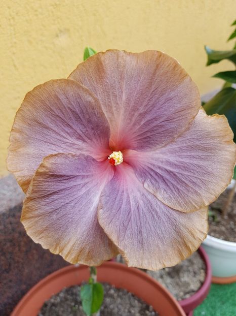  - 1-2 HIBISCUS