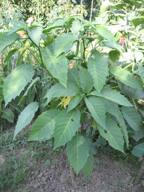 - Brugmansia si datura