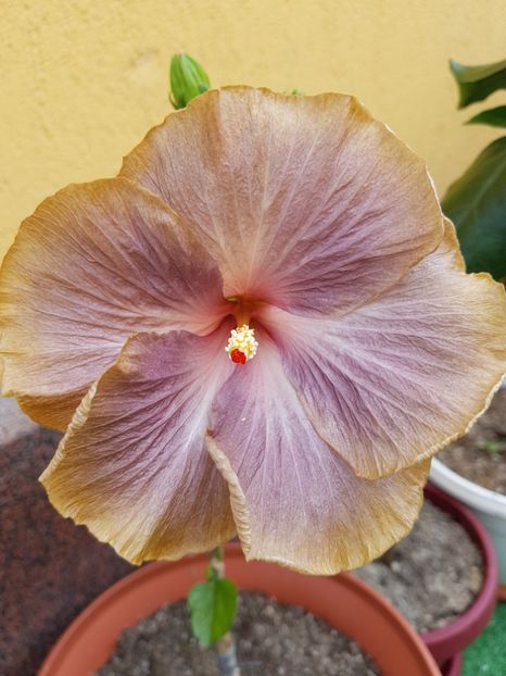  - 1-2 HIBISCUS
