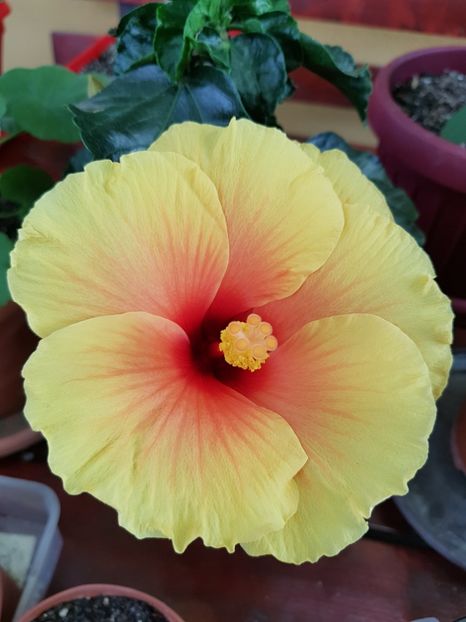  - 1-2 HIBISCUS