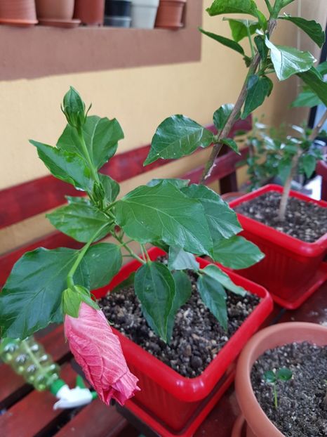  - 1-2 HIBISCUS