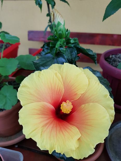  - 1-2 HIBISCUS