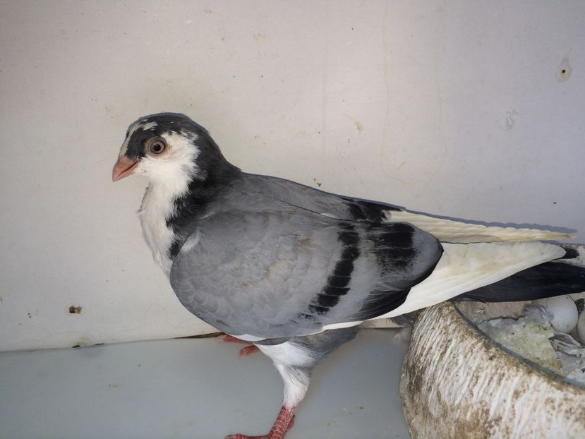 7101  femelă  2018 - Plecați ALBUM 2