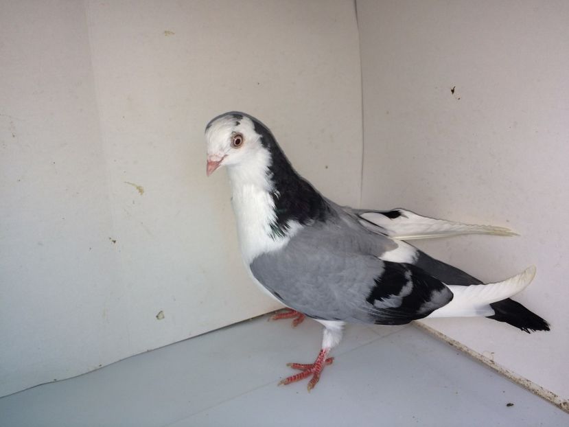 7054  mascul  2018 - Plecați ALBUM 2