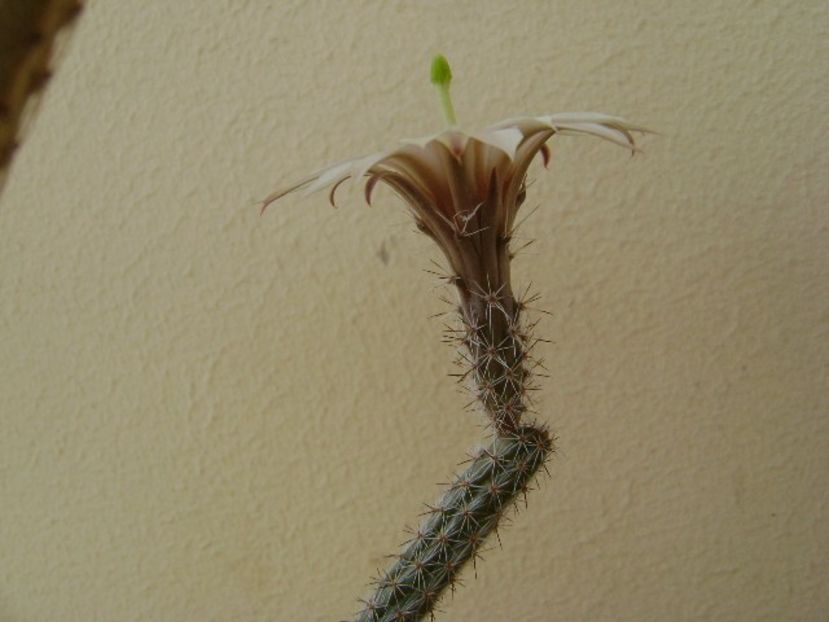 Wilcoxia leucantha albiflora - Cactusi 2018 bis bis