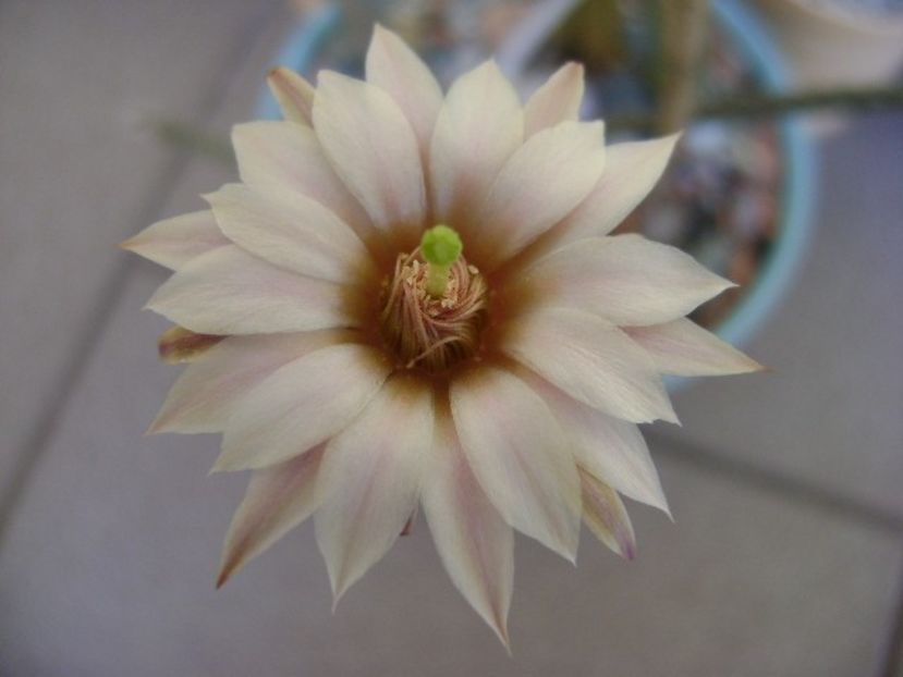 Wilcoxia leucantha albiflora - Cactusi 2018 bis bis