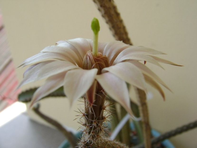 Wilcoxia leucantha albiflora - Cactusi 2018 bis bis