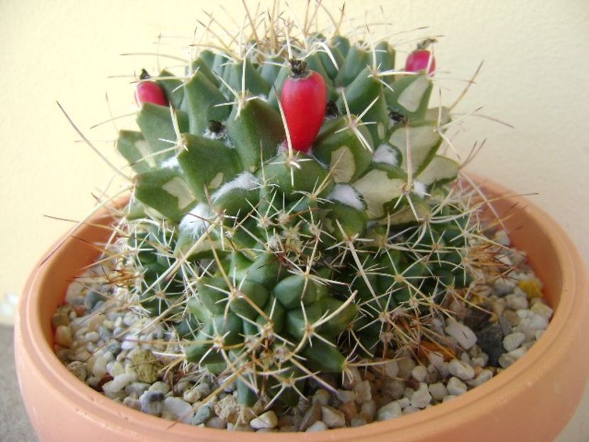Mammillaria compressa - Cactusi 2018 bis bis
