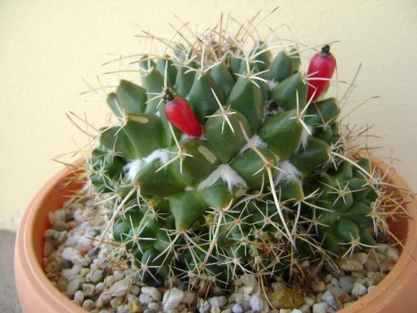 Mammillaria compressa - Cactusi 2018 bis bis