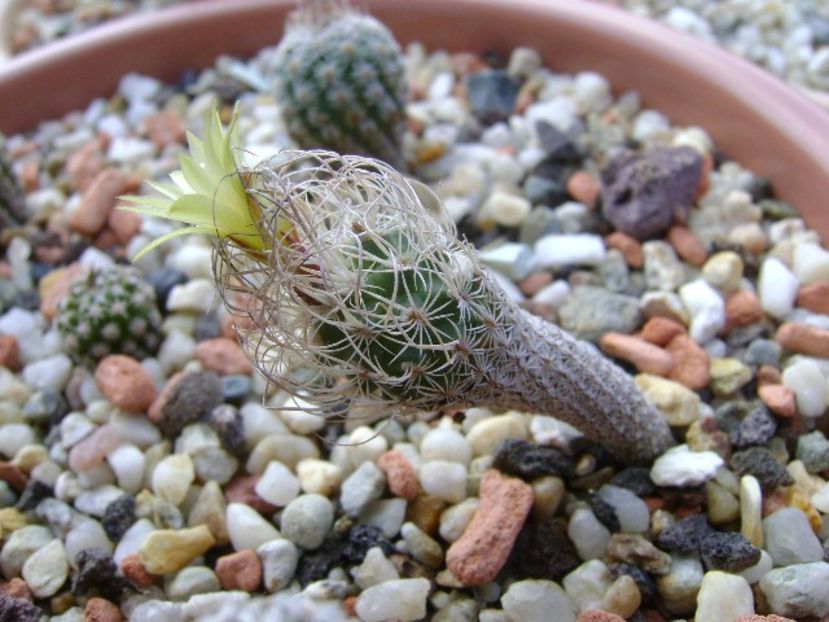 Turbinicarpus krainzianus v. minimus - Cactusi 2018 bis bis