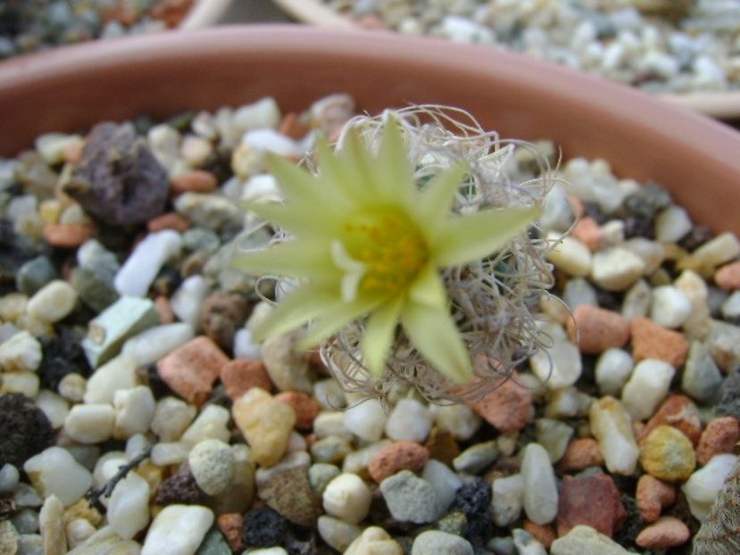 Turbinicarpus krainzianus v. minimus - Cactusi 2018 bis bis