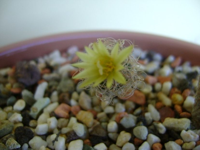 Turbinicarpus krainzianus v. minimus - Cactusi 2018 bis bis
