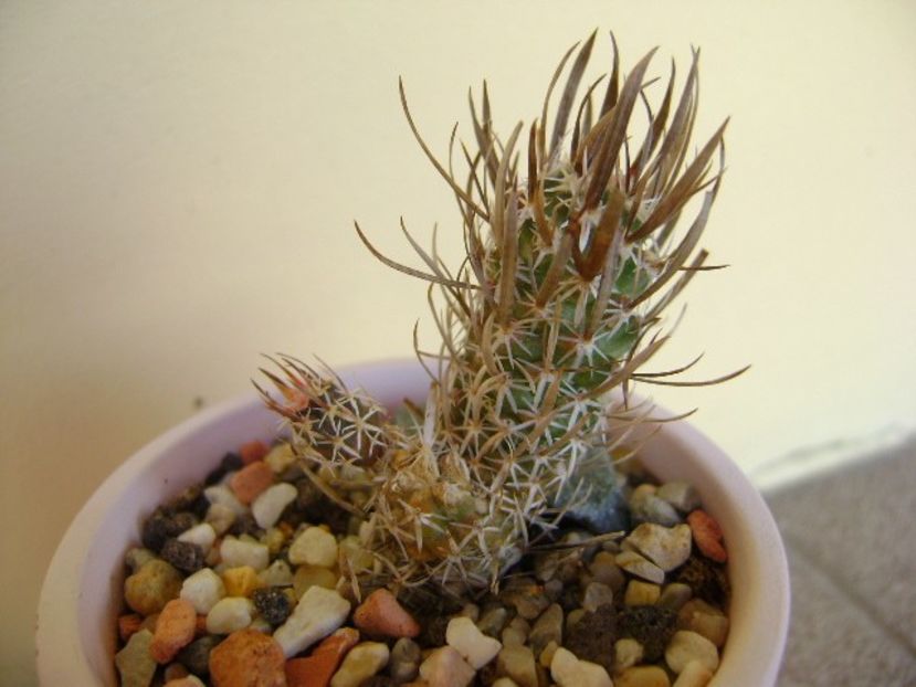 Toumeya papyracantha (Sclerocactus papyracanthus) - Cactusi 2018 bis bis