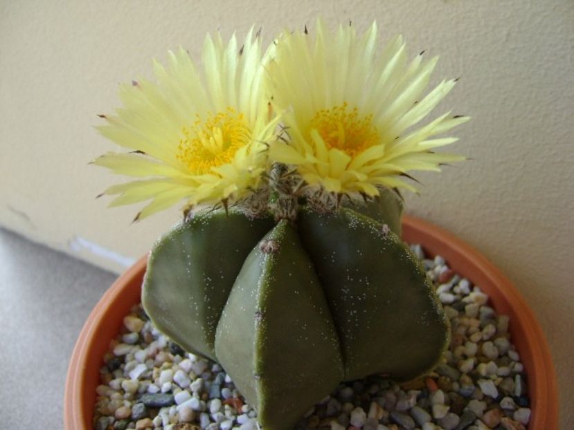 Astrophytum myriostigma - Cactusi 2018 bis bis