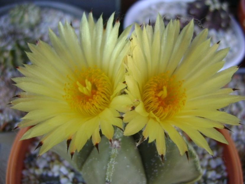 Astrophytum myriostigma - Cactusi 2018 bis bis