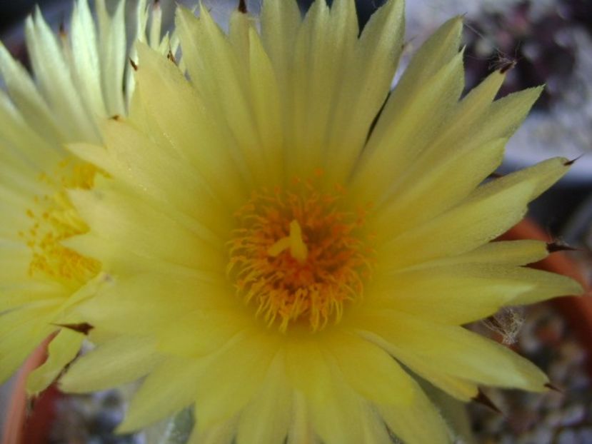 Astrophytum myriostigma - Cactusi 2018 bis bis