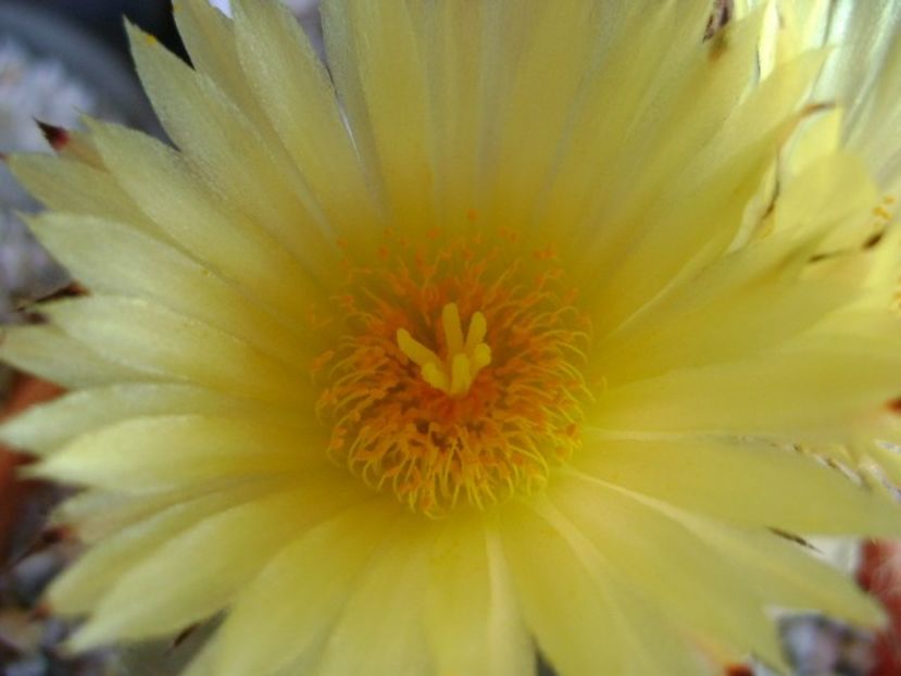 Astrophytum myriostigma - Cactusi 2018 bis bis