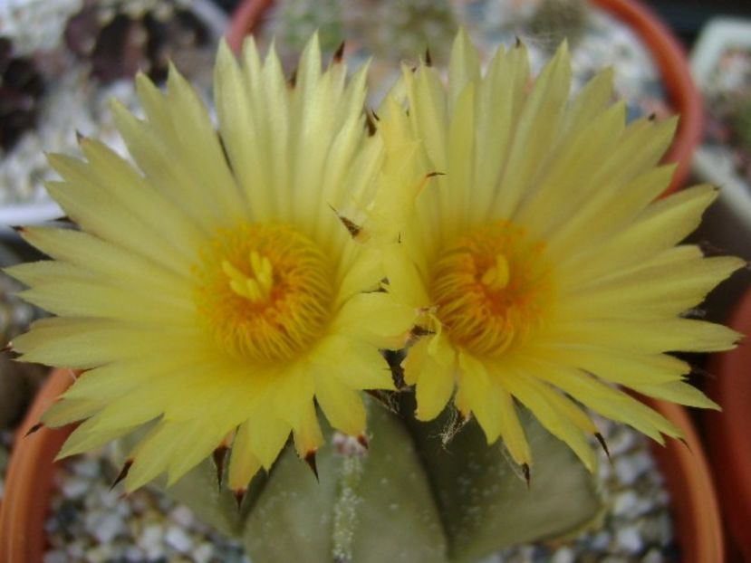 Astrophytum myriostigma - Cactusi 2018 bis bis
